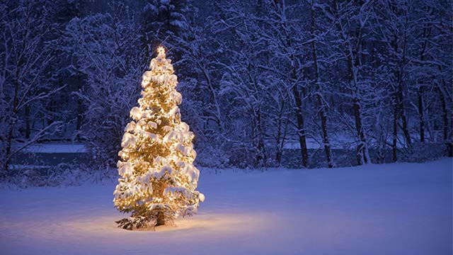Christmas Tree in the snow